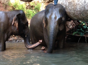 Ning Wan and Pearl check in with each other during their morning bath.